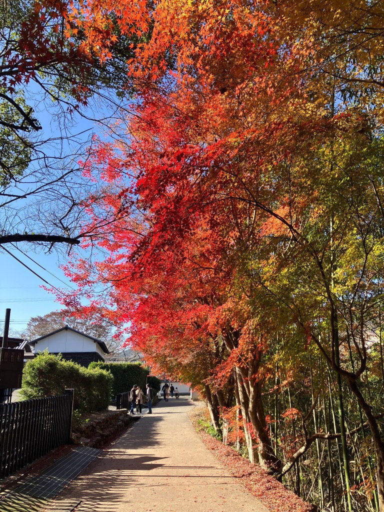 小道の横に紅葉が赤く染まっている美しい景色