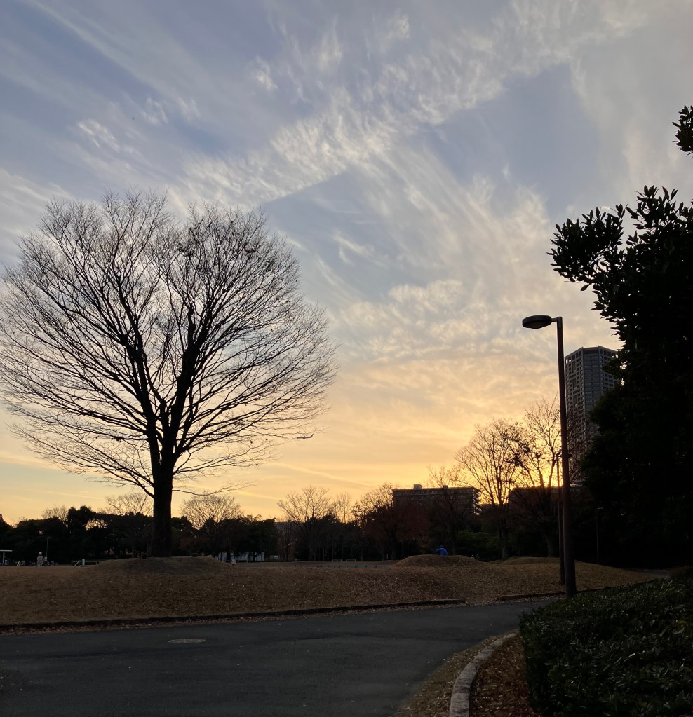 夕暮れの空と大きな木のシルエット