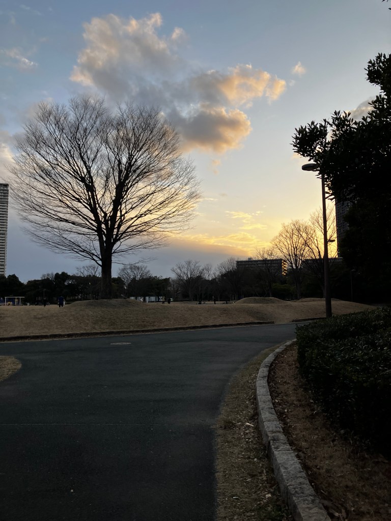 公園の大きな木