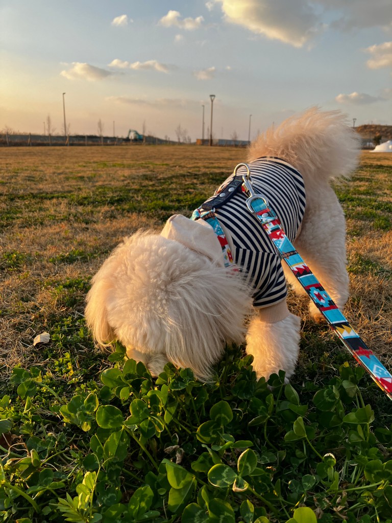 公園を散歩する犬